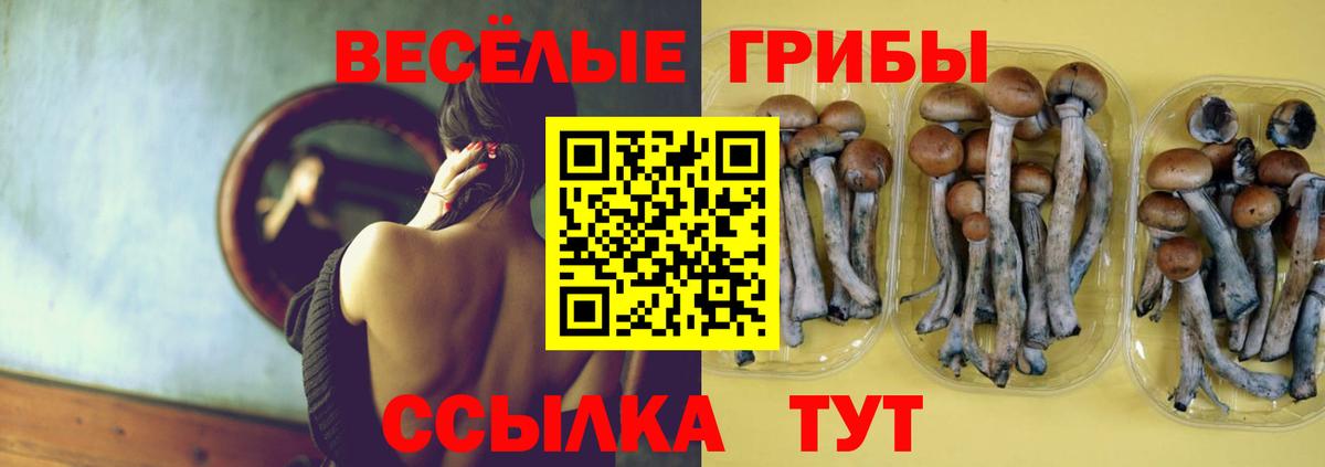 Псилоцибиновые грибы Psilocybine cubensis Севастополь